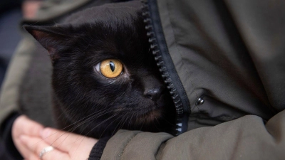 Ein Mann setzte bei Merkendorf eine schwarze Katze aus - das Tier ist inzwischen im Tierheim Gunzenhausen. (Symbolbild: Visar Kryeziu/AP/dpa)