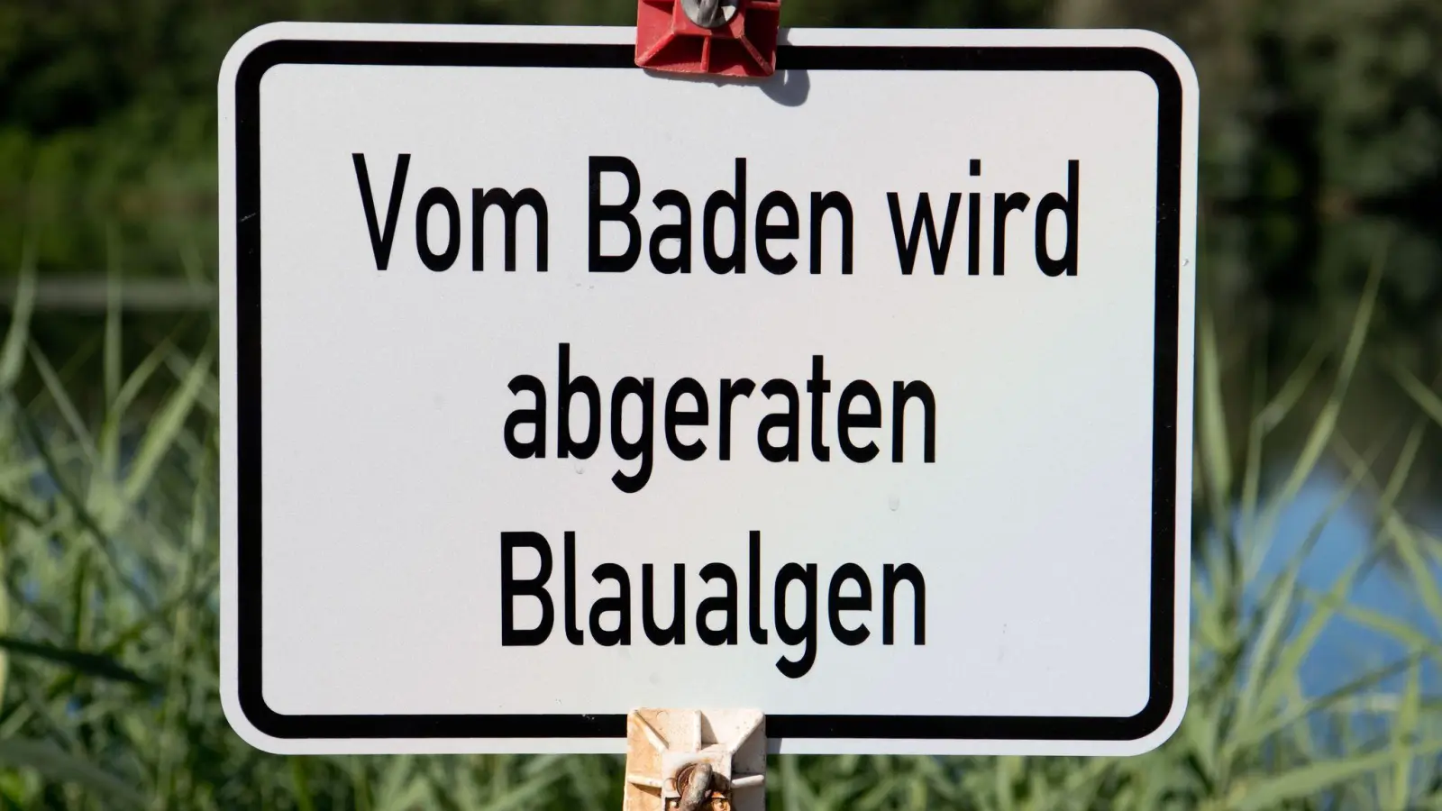 Am Bismarckweiher in Südbayern und am Untreusee in Nordbayern sind Blaualgen nachgewiesen worden. (Symbolbild) (Foto: Julian Stratenschulte/dpa)