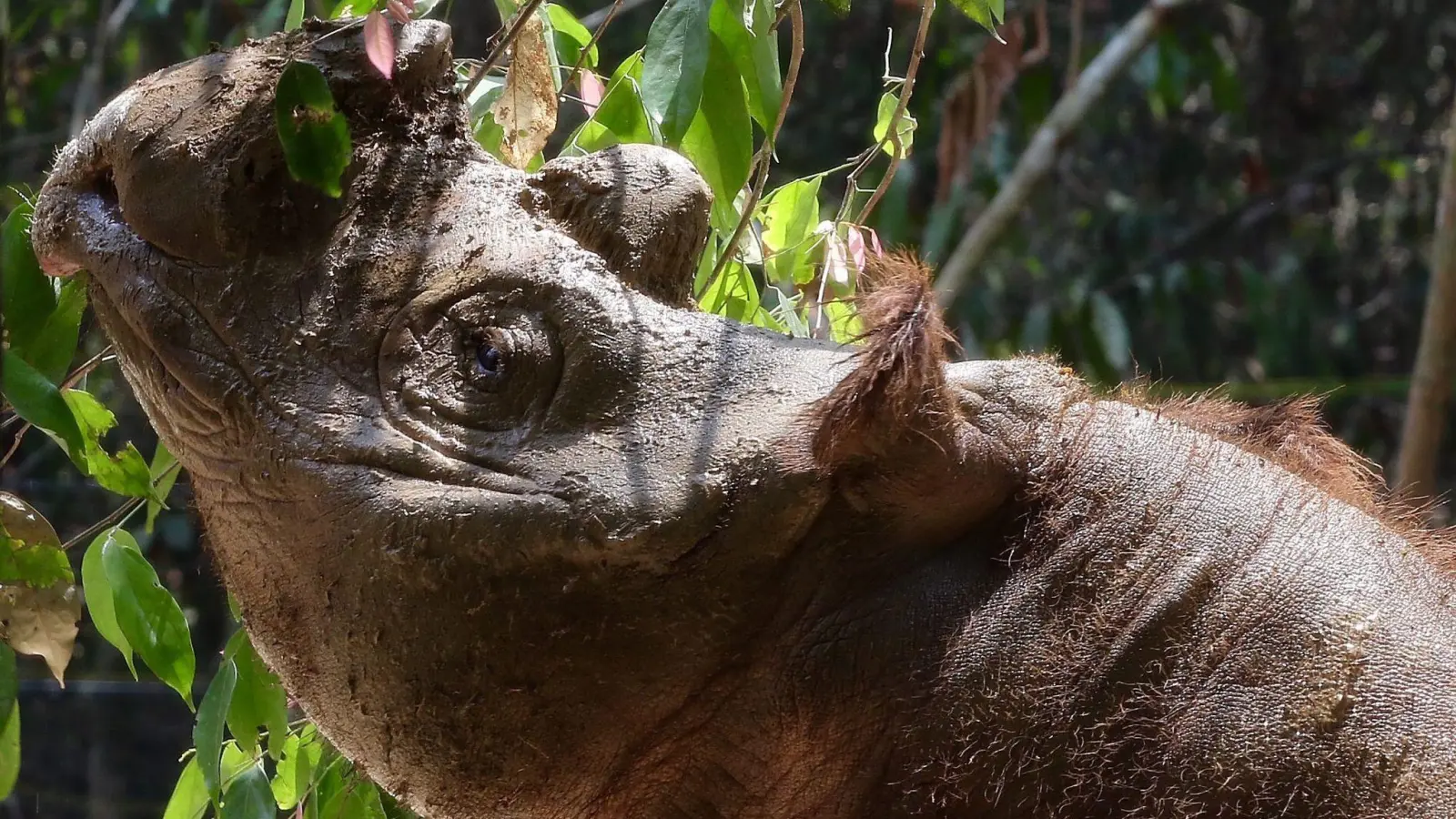 Das Sumatra-Nashorn ist die kleinste der fünf weltweit existierenden Nashorn-Arten. (Foto: Str/epa/dpa)