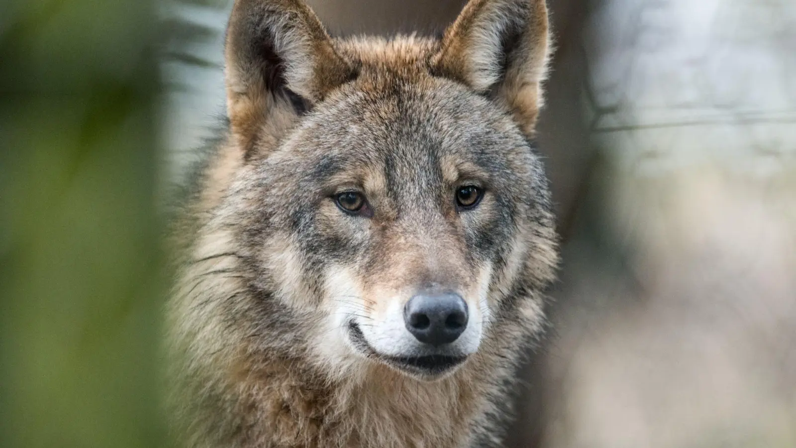 Ein Wolf (Canis Lupus Lupus) läuft durch ein Gehege. (Foto: picture alliance / Bernd Thissen/dpa/Archivbild)