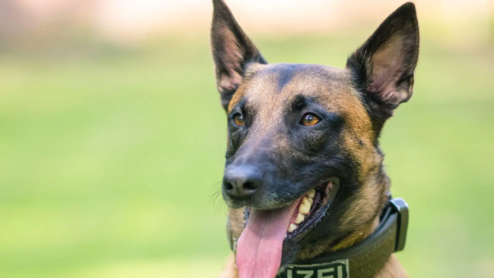 Der Polizeihund brachte den Flüchtigen schnell zu Boden. (Symbolbild) (Foto: Mohssen Assanimoghaddam/dpa)