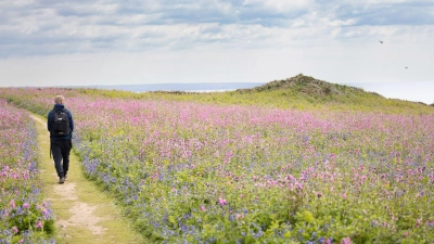 Die Insel Skomer ist ein Wanderparadies mit Meerblick.  (Foto: Crown Copyright (2025) Welsh Government/dpa-tmn)