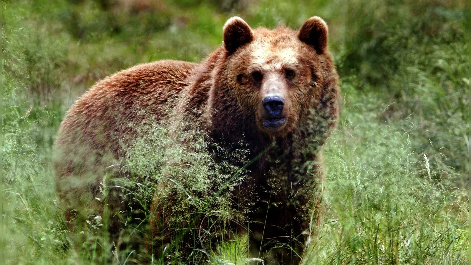 Vermutlich ein Bär hat laut Behörden zwei Esel in Österreich gerissen. (Symbolbild) (Foto: Horst Ossinger/dpa/dpa-tmn)