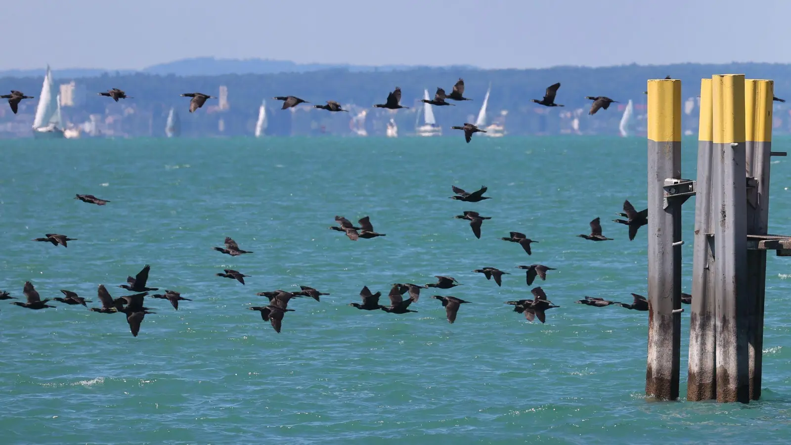 Im Kampf gegen den als Fischräuber berüchtigten Kormoran sollen Anfang des kommenden Jahres Drohnen eingesetzt werden. (Archivbild) (Foto: Karl-Josef Hildenbrand/dpa)