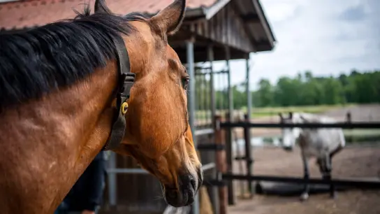 Das Pferd „Senator“ trägt einen Gurt mit einem Sender am Hals, über den die Fütterungsanlagen gesteuert werden. Die Haltung von Pferden hat sich in den vergangenen 20 Jahren deutlich verändert (Foto: Sina Schuldt/dpa)