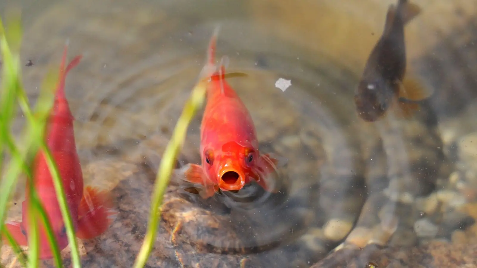 Goldfische werden oft als Haustiere im Teich gehalten. (Foto: picture alliance / dpa)