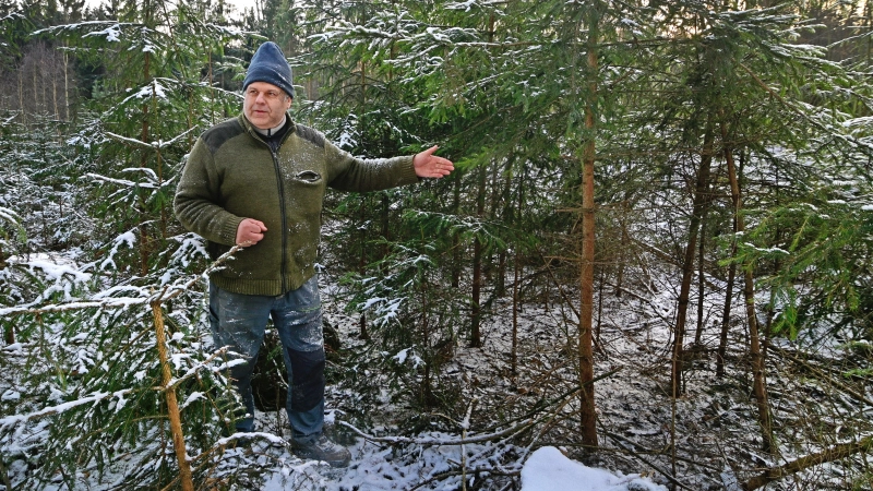Friedrich Bauer holt als Weihnachtsbäume Fichten aus dem eigenen Wald, die im Zuge der Durchforstung sowieso irgendwann gefällt werden müssten. (Foto: Jim Albright)