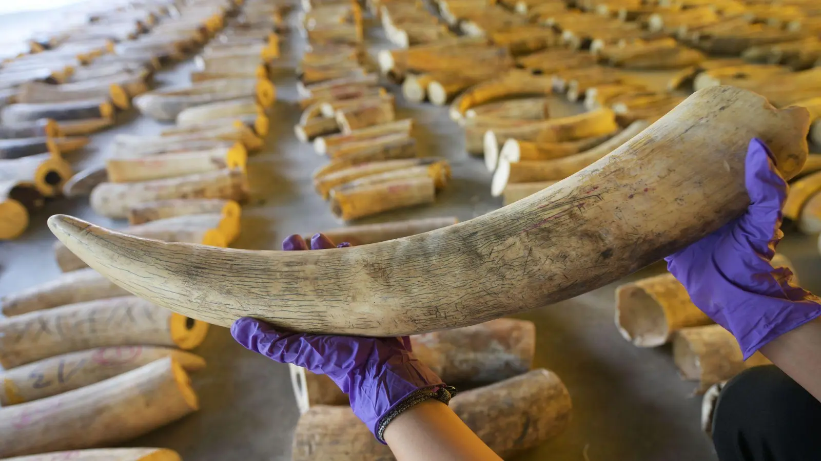 Der illegale Handel mit Elfenbein ist ein Riesengeschäft. (Archivbild) (Foto: Then Chih Wey/XinHua/dpa)