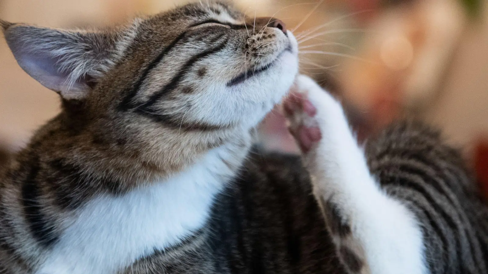 Flohzirkus: Ob eine Katze befallen ist, kann man durch Kämmen herausfinden. (Foto: Franziska Gabbert/dpa-tmn)