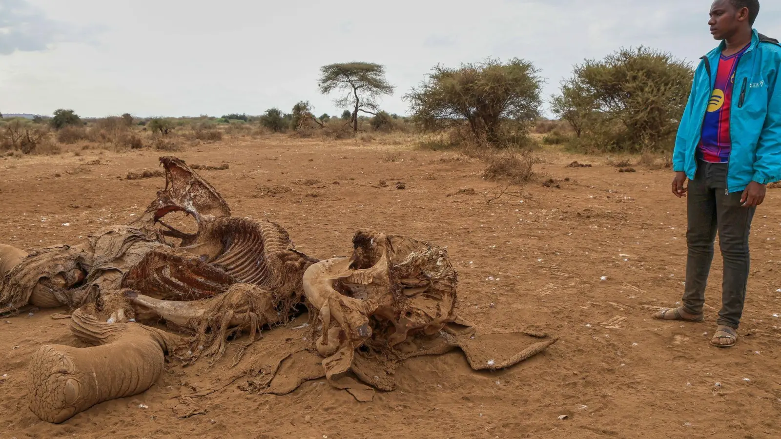 Seit Juni sind im Amboseli-Gebiet 18 Elefanten durch Vergiftungen gestorben. (Archivbild) (Foto: Andrew Kasuku/AP/dpa)