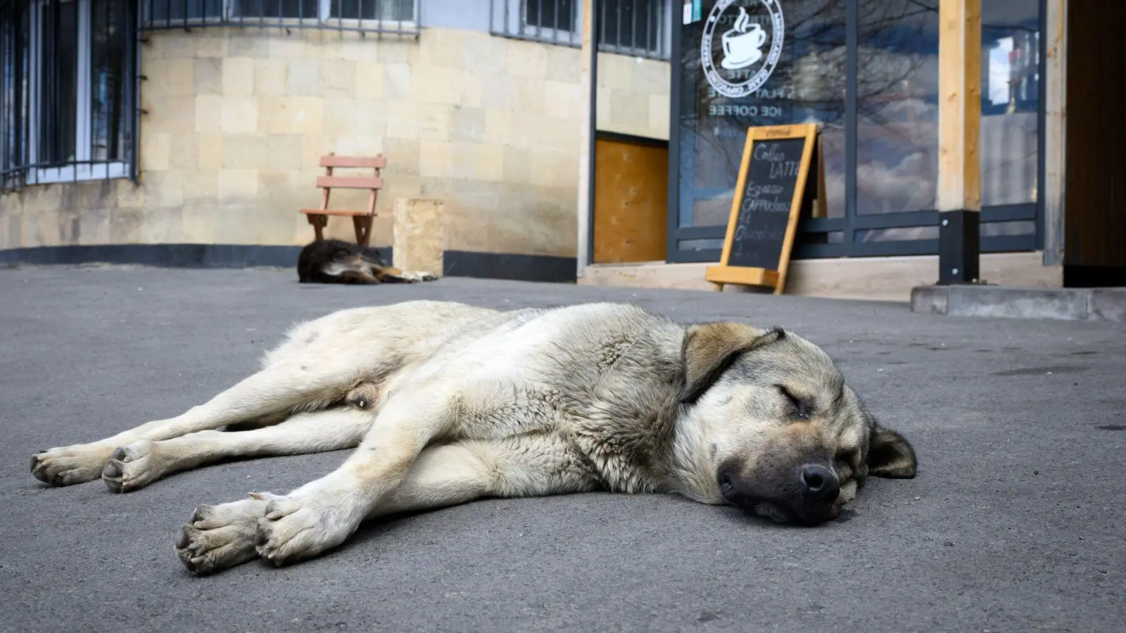 Straßenhunde sind oft gar nicht so unglücklich und allein, wie viele hierzulande meinen. (Archivbild) (Foto: Bernd von Jutrczenka/dpa)