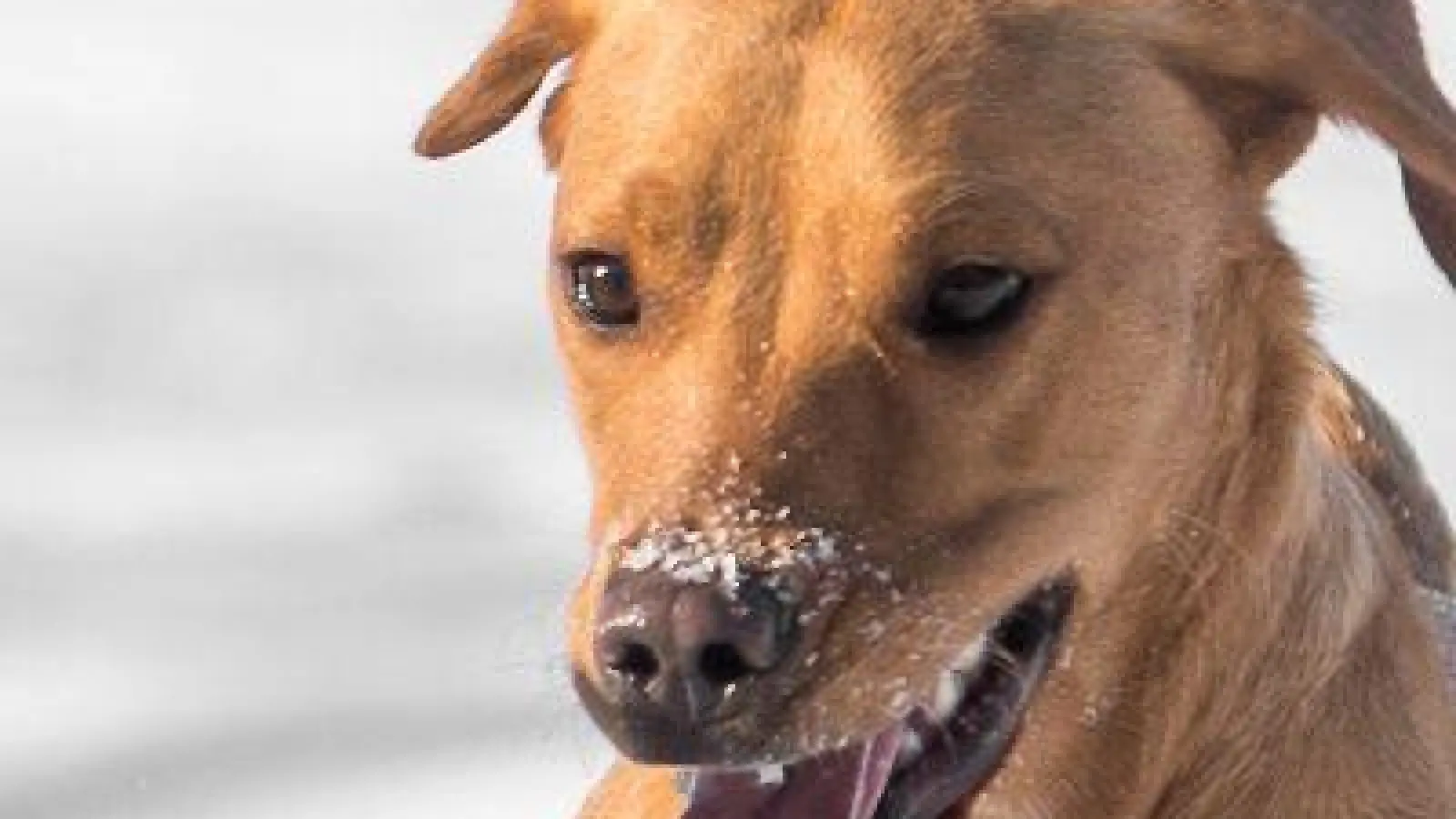 Ein erhöhter Energiebedarf sorgt dafür, dass viele Tiere im Winter mehr Futter benötigen: Hochwertige Proteine und Fette unterstützen die Gesundheit. (Foto: Benjamin Nolte/dpa-tmn)