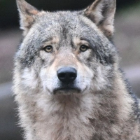 Wölfe dürfen im Oberallgäu nicht einfach abgeschossen werden. (Symbolbild) (Foto: Bernd Weißbrod/dpa)