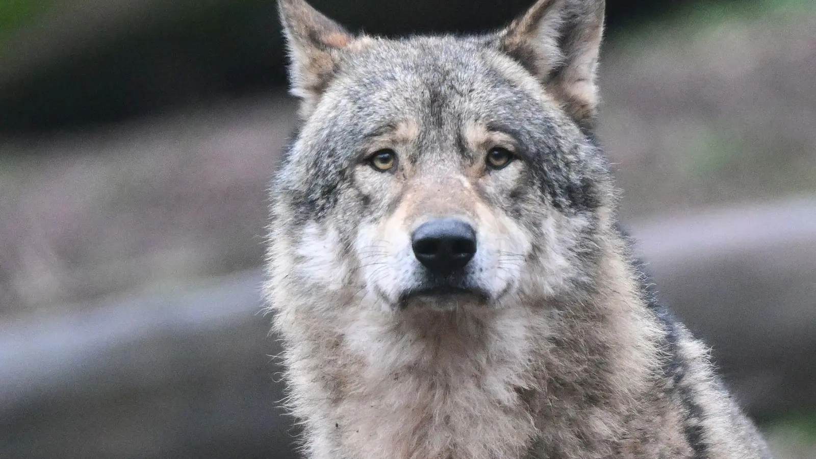 Wölfe dürfen im Oberallgäu nicht einfach abgeschossen werden. (Symbolbild) (Foto: Bernd Weißbrod/dpa)