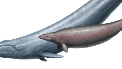 Ursprünglich schätzten Forscher die Masse von Perucetus aufgrund seiner dicken Knochen als größer ein als die eines Blauwals. (Foto: Cullen Townsend/-/dpa)