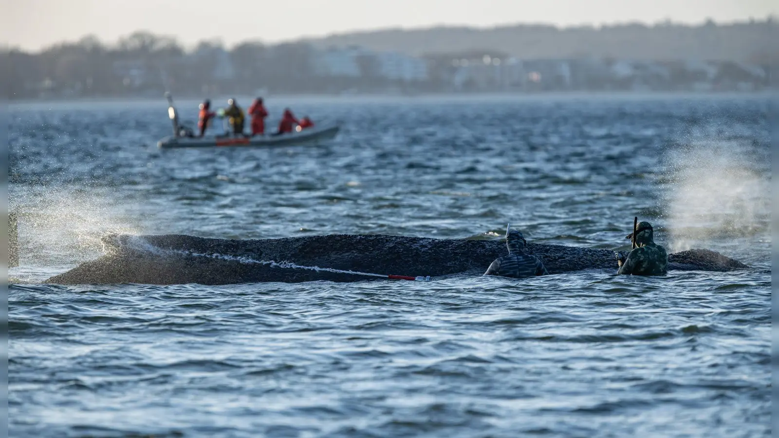 Das Schicksal des Wals wird auch international verfolgt. (Foto: Ulrich Perrey/dpa)