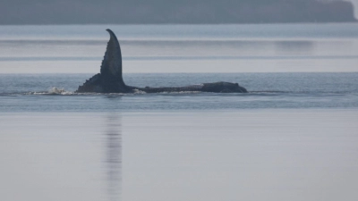 Der Wal reagierte am Morgen mit heftigen Schlägen seiner Schwanzflosse auf einen sich nähernden Taucher. (Foto: Jens Büttner/dpa)