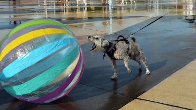 Ein Ball ist für etliche Hunde ein höchst verführerisches Objekt. (Archivbild) (Foto: Don Campbell/The Herald-Palladium/AP/dpa)