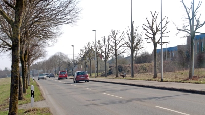 Der direkte Vergleich: Auf der linken Seite der Schalkhäuser Landstraße stehen die Winterlinden im vollen Saft, gegenüber die Exemplare, denen ein Radikalschnitt zuteil wurde. (Foto: Alina Boger)