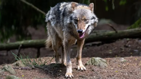 Ein Wolf spaziert durch ein Gehege. (Foto: Armin Weigel/dpa/Symbolbild)