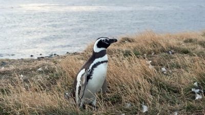 An Land ungelenk, im Wasser pfeilschnell: Auf der Insel Magdalena leben die Magellanpinguine. (Foto: Andreas Drouve/dpa-tmn)
