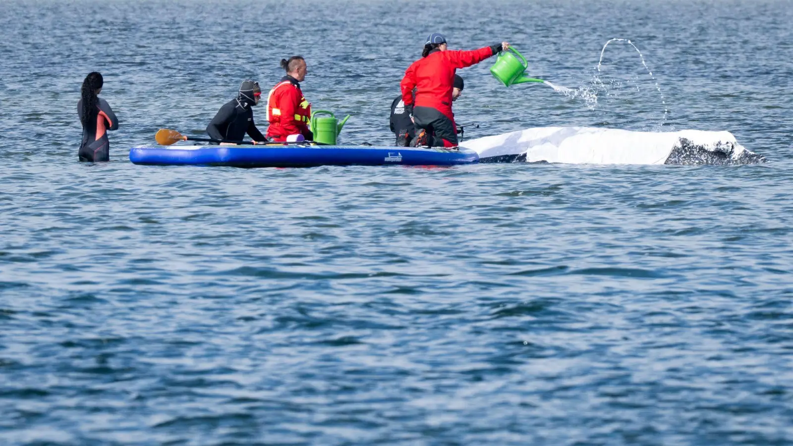 Ob der Buckelwal die Rettungsversuche überlebt, ist offen - Experten zufolge ist er stark geschwächt. (Foto: Philip Dulian/dpa)