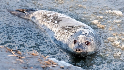 Kegelrobbe „Molly” schwimmt nach ihrer Auswilderung im teils gefrorenen Wasser der Nordsee bei Friedrichskoog, (Foto: Daniel Bockwoldt/dpa)