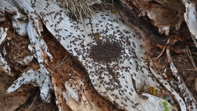 Ameisen melken Blattläuse und ernähren sich von ihren Ausscheidungen, dem Honigtau. (Symbolbild). (Foto: Karl-Josef Hildenbrand/dpa)