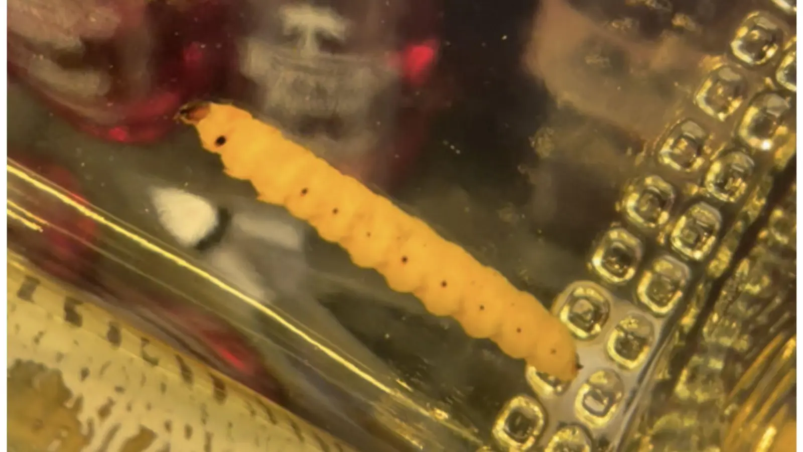 Ein Wurm in einer Flasche „Reposado“ Mezcal. (Foto: Akito Y. Kawahara/dpa)
