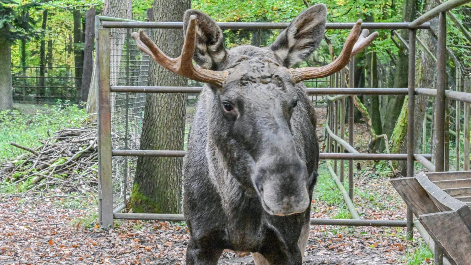 Wohin mit Schwarzwald-Elch Erwin alias Lord Fynn? (Archivfoto) (Foto: Jason Tschepljakow/dpa)