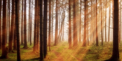 Zahlreiche Menschen wünschen sich eine Waldbestattung. (Foto: Pixabay)