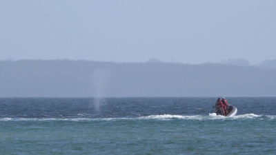 Der zeitweise vor Timmendorfer Strand gestrandete Buckelwal sorgte auch davor schon für Schlagzeilen. (Foto: Marcus Brandt/dpa)