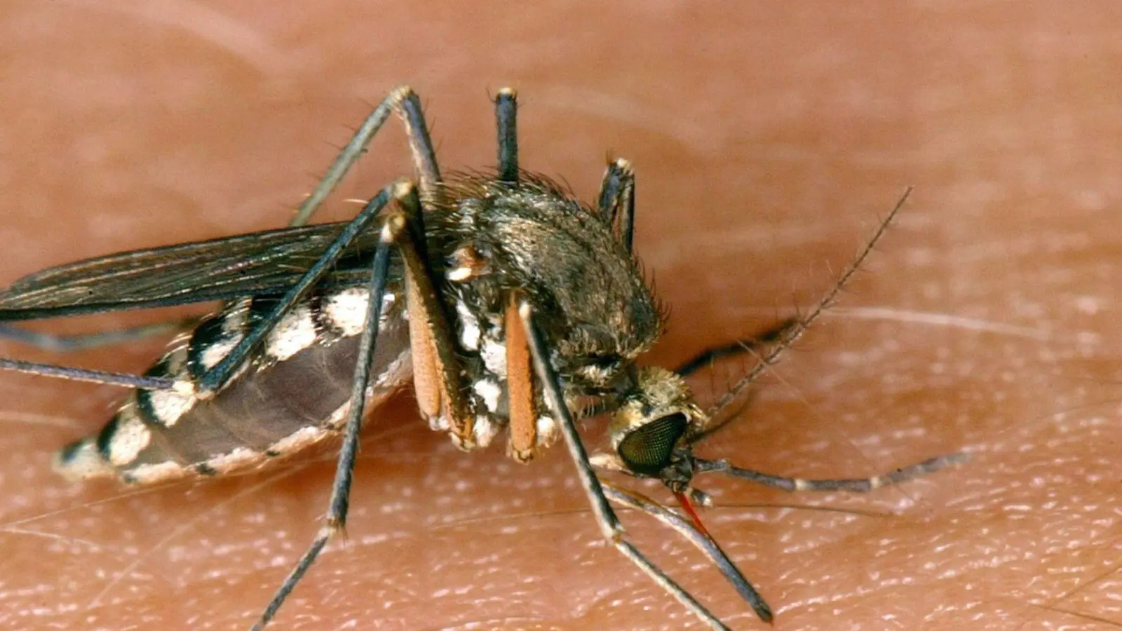 In Italien sind mehrere Menschen am West-Nil-Fieber gestorben. (Archivbild) (Foto: Andreas Lander/dpa-Zentralbild/dpa)