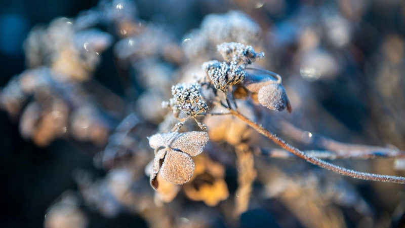 Raureif im Garten: Nützlinge suchen in den kalten Monaten Schutz in natürlichen Winterquartieren. (Foto: Zacharie Scheurer/dpa-tmn)