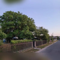 Dieser stattliche Nussbaum, der im Gebiet des Bebauungsplans „Siedlerstraße” in Dietersheim steht, soll dauerhaft erhalten bleiben. Er ist eine wichtige Lebensstätte für Tiere und Insekten. (Foto: Nina Daebel)