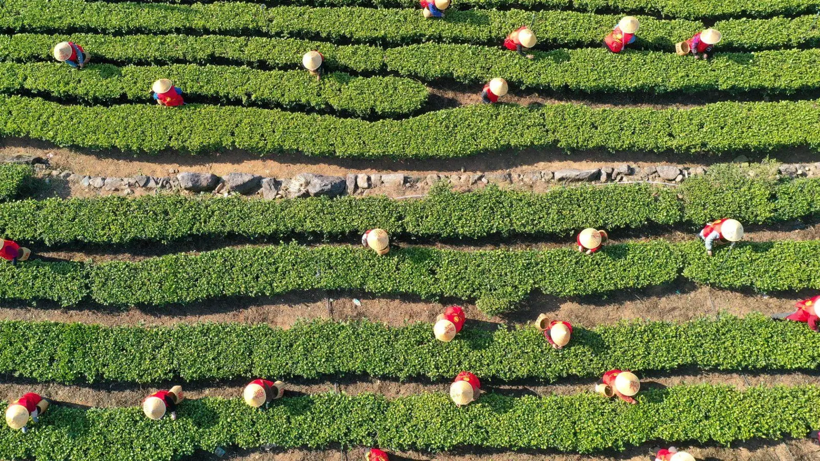 China hat im vergangenen Jahr rund 3,74 Millionen Tonnen Tee geerntet. (Archivbild) (Foto: Duan Junli/XinHua/dpa)