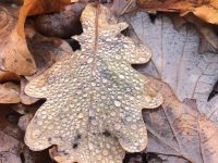 Jeder Tropfen zählt ... - gesehen in Neustadt (Foto: Rainer Hillibrand)
