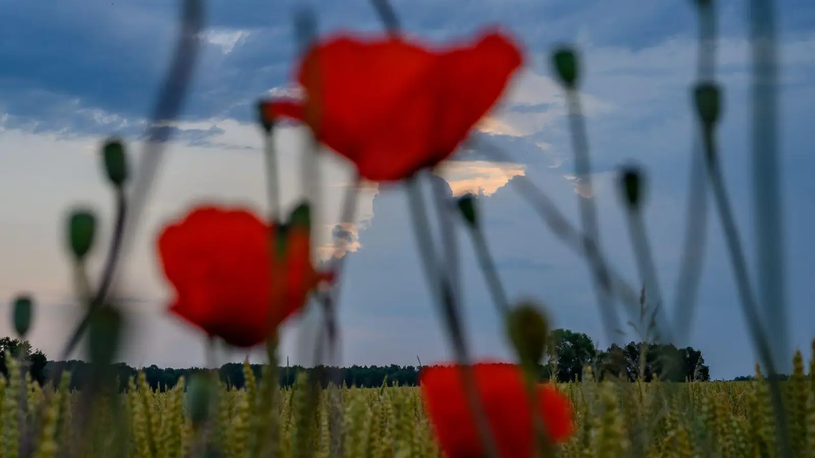 Zur Wochenmitte kann man sich erneut auf Hitze in Deutschland einstellen. (Foto: Patrick Pleul/dpa)