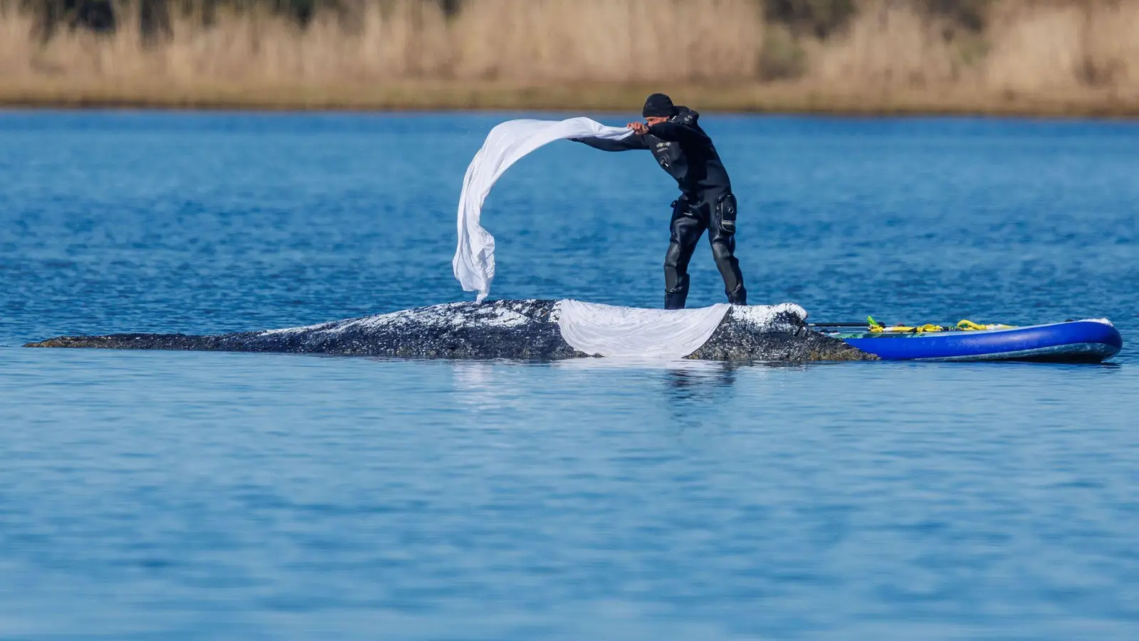 Das im Maul des Bickelwals gefundene Netz stamme nicht aus MV, sagt Umweltminister Backhaus. (Foto: Jens Büttner/dpa)