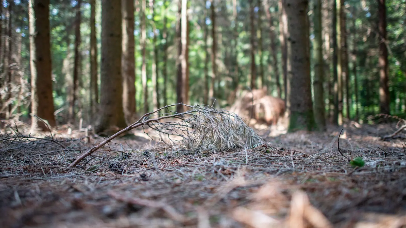 Ein trockener Fichtenast liegt auf dem trockenen Waldboden. (Foto: Guido Kirchner/dpa/Symbolbild)