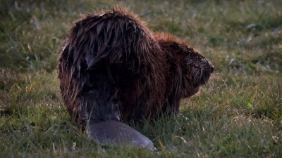 Der Unbekannte schlug vergangene Woche zu. (Symbolbild) (Foto: Karl-Josef Hildenbrand/dpa)