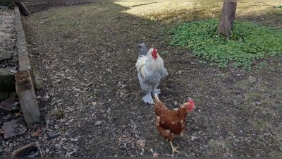 Freilaufende Hühner: Eine solche Haltung ist regional noch untersagt wegen des Ausbruchs der Geflügelpest in einem Betrieb in Frommetsfelden. (Foto: Kurt Güner)