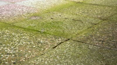 Grünes Ärgernis: Auch auf Terrassenbelägen im Schatten fühlen sich Moose und Algen wohl. (Foto: Andrea Warnecke/dpa-tmn)