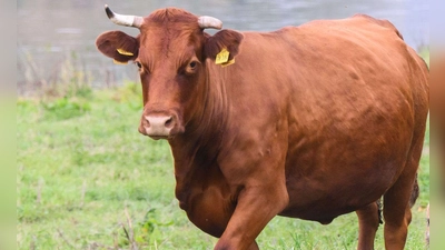 Das Rind hält sich vermutlich in einem Waldgebiet südlich von Esbach auf. (Symbolbild: dpa/Julian Stratenschulte)