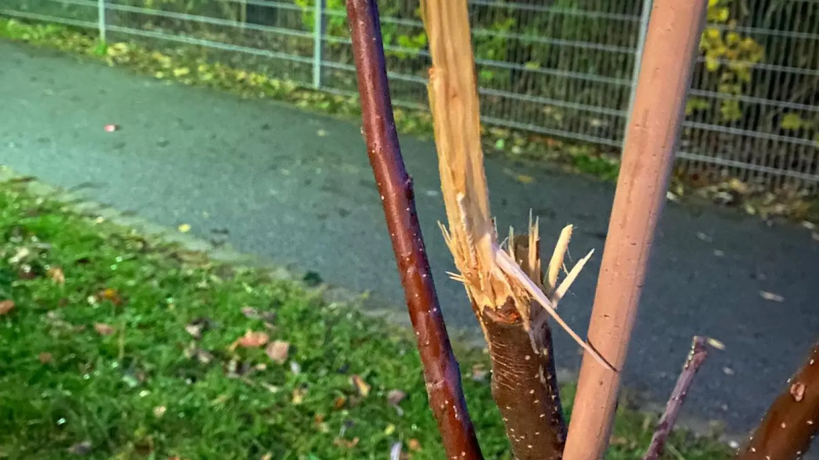 Den Haupttrieb des Bäumchens hat der Unbekannte abgerissen. Der BN will den Baum, soweit möglich, verarzten und hofft, dass er sich in den nächsten Wochen und Monaten erholt. (Foto: Christine Künzel)