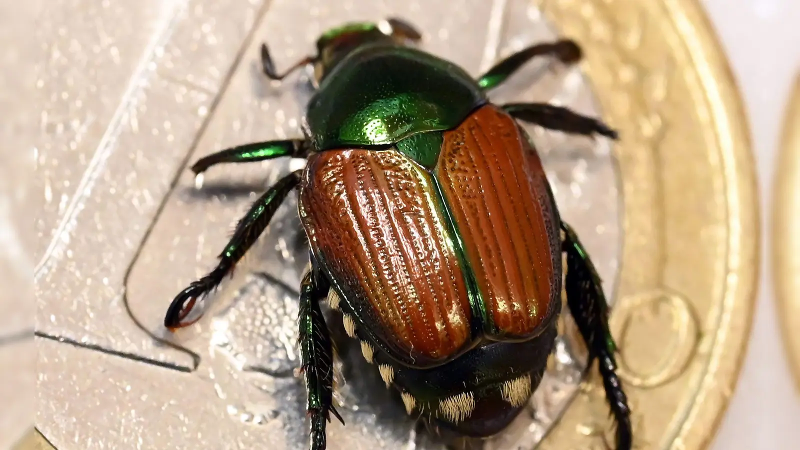 Kleines Tier, großer Schaden: Erwachsene Japankäfer fressen Blätter, Blüten und Früchte von mehr als 400 Pflanzenarten. (Foto: Uli Deck/dpa/dpa-tmn)