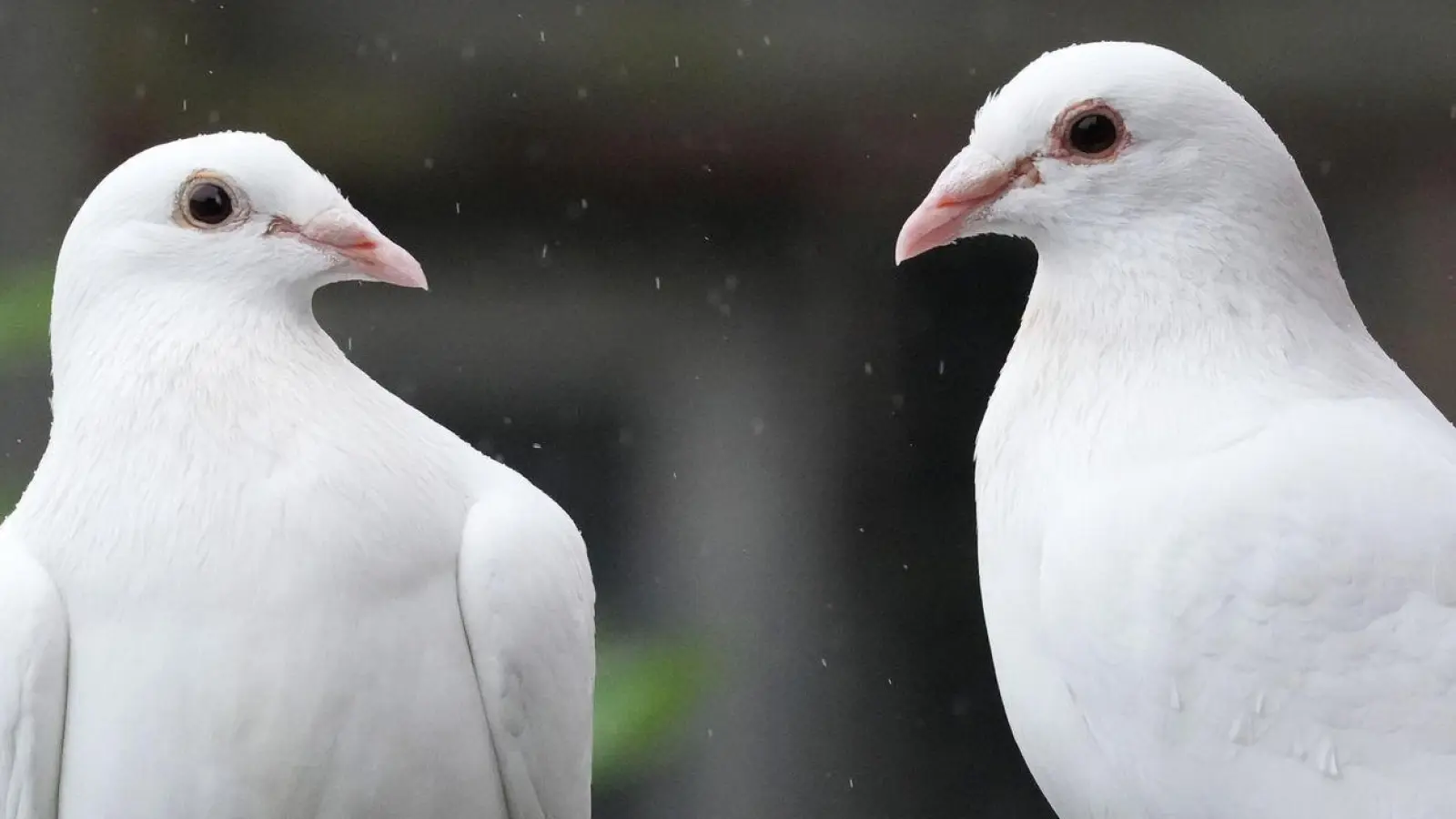 Den Brauch, Tauben bei Hochzeiten aufsteigen zu lassen, gibt es schon seit vielen Jahren. Wegen ihrer auffälligen weißen Farbe werden weiße Tauben leichter von Greifvögeln erbeutet. (Foto: Soeren Stache/dpa/Produktion)