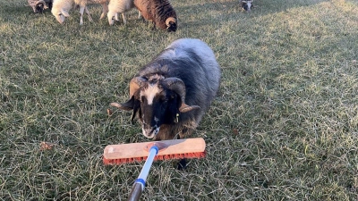 Bis zum Eintreffen des Eigentümers kümmerte sich die Polizei um die Tiere. (Foto: -/Polizeiinspektion Pegnitz/dpa)