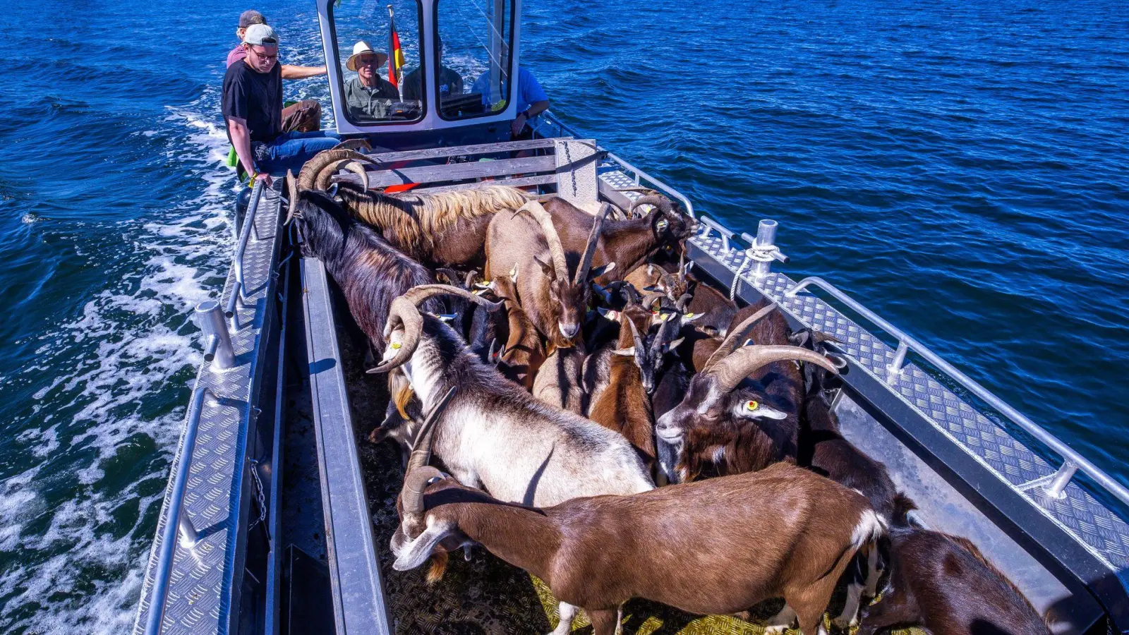 Per Boot werden die 22 tierischen Landschaftspfleger auf die Vogelschutzinsel Walfisch in der Wismarbucht gebracht. (Foto: Jens Büttner/dpa)