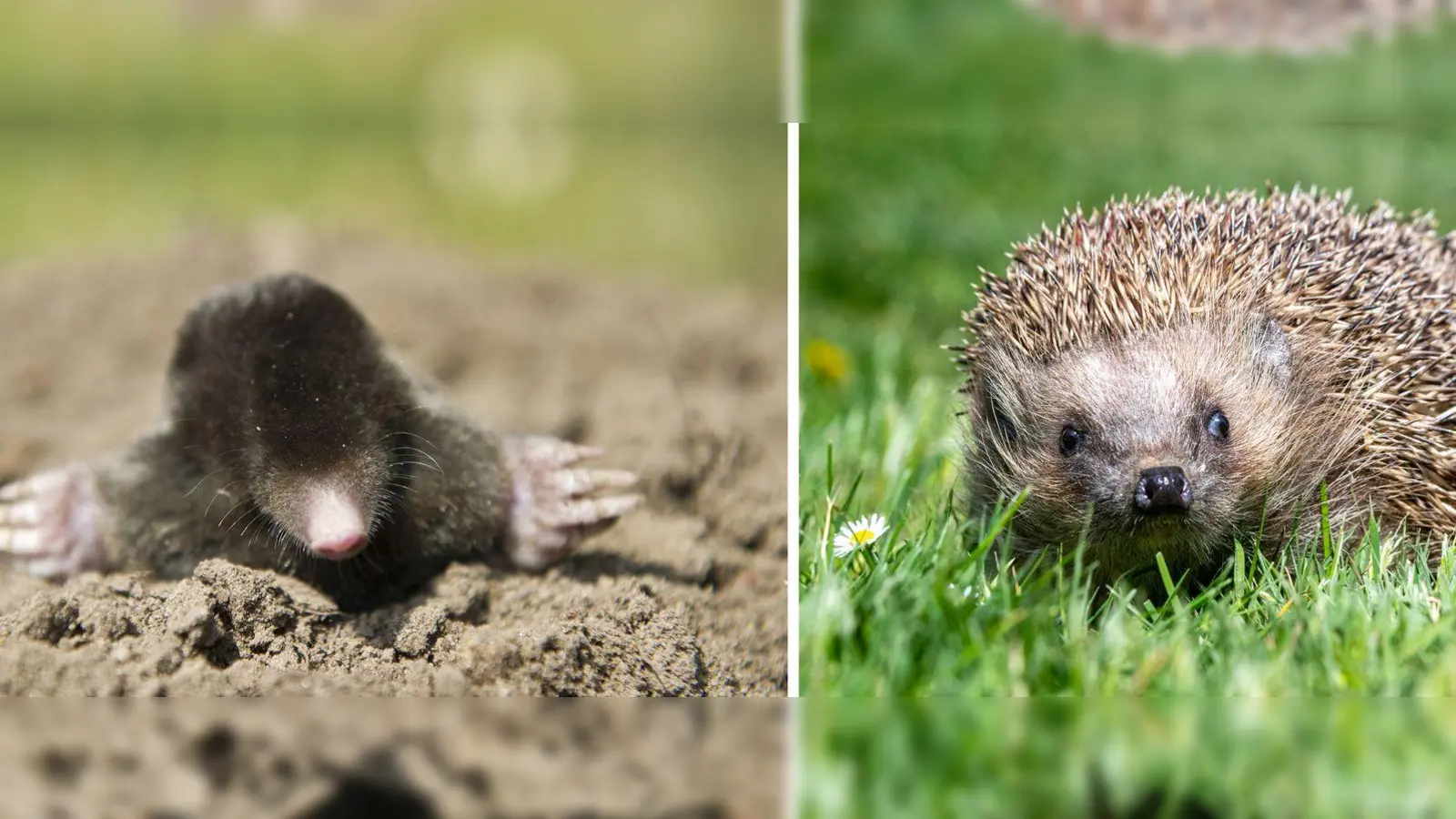 Die Deutsche Wildtier Stiftung ruft dazu auf, Igel und Maulwürfe zu zählen. (Archivbild) (Foto: Armin Weigel/Patrick Pleul/dpa)